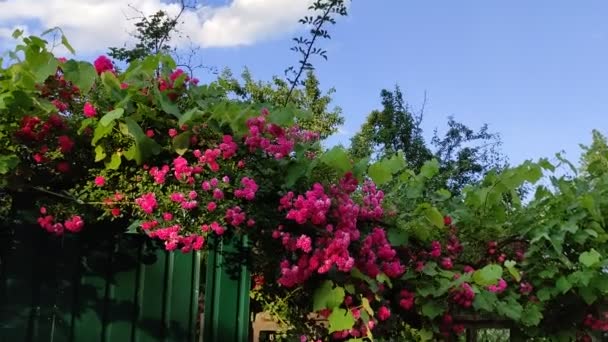 Vieille Clôture Près Maison Vieille Porte Maison Clôture Porte Envahies — Video