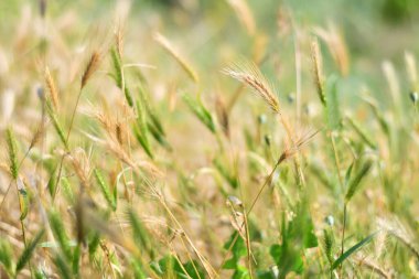Güzel sarı kulaklar. Yeşil dikenler. Genç yeşil buğday başakları gün batımında tarlada parlıyor. Güneşli yaz gününde olgunlaşan buğday başaklarıyla yeni hasat büyüyor..