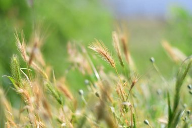 Güzel sarı kulaklar. Yeşil dikenler. Genç yeşil buğday başakları gün batımında tarlada parlıyor. Güneşli yaz gününde olgunlaşan buğday başaklarıyla yeni hasat büyüyor..