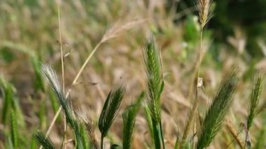 Güzel sarı kulaklar. Yeşil dikenler. Genç yeşil buğday başakları gün batımında tarlada parlıyor. Güneşli yaz gününde olgunlaşan buğday başaklarıyla yeni hasat büyüyor..