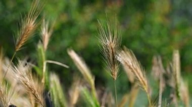 Güzel sarı kulaklar. Yeşil dikenler. Genç yeşil buğday başakları gün batımında tarlada parlıyor. Güneşli yaz gününde olgunlaşan buğday başaklarıyla yeni hasat büyüyor..