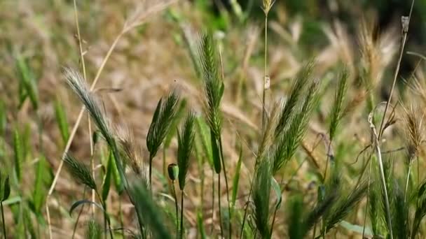 Mooie Gele Oren Groene Spikkels Jonge Groene Spikeletten Van Tarwe — Stockvideo