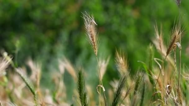 美しい黄色の耳 緑の小穂 畑の夕日には小麦の若い緑の小花が輝きます 晴れた夏の日には小麦の穂が熟して新しい収穫が増えています — ストック動画