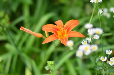 Güzel, büyük bir zambak. turuncu kırmızı zambak. Büyük erkek organı ve taç yaprakları. yaz çiçeği.