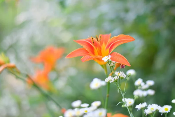 Hermoso Lirio Grande Lirio Rojo Naranja Pistilos Pétalos Grandes Flor — Foto de Stock