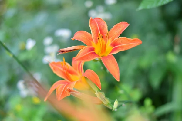 Beautiful Big Lily Orange Red Lily Large Pistils Petals Summer — Stock Photo, Image