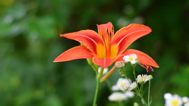 Schöne Große Lilie Orangerote Lilie Große Stempel Und Blütenblätter Sommerblume — Stockvideo