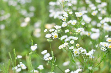 Narin beyaz çiçekler. Küçük beyaz papatyalar. Arka plan bulanık. Beyaz papatya çalıları.