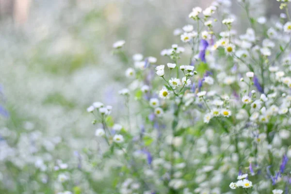 delicate white flowers. small white daisies. blurred background. bush of white daisies.