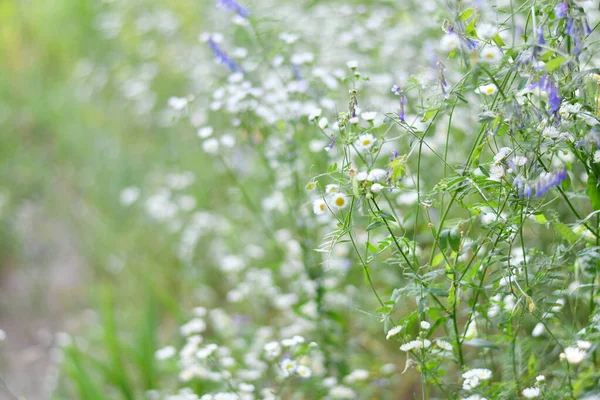 Délicates Fleurs Blanches Petites Marguerites Blanches Arrière Plan Flou Buisson — Photo