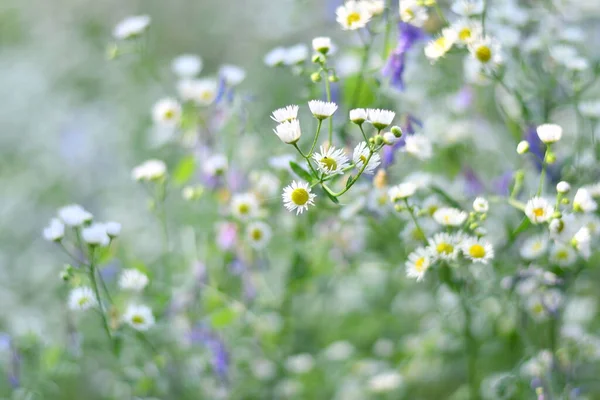 繊細な白い花 白い小さなデイジー 背景がぼやけてる 白いデイジーの茂み — ストック写真