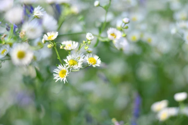 delicate white flowers. small white daisies. blurred background. bush of white daisies.