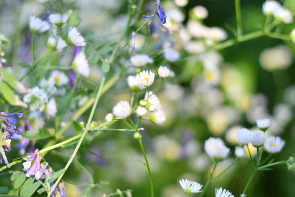 delicate white flowers. small white daisies. blurred background. bush of white daisies.