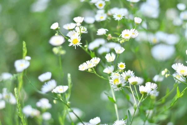 delicate white flowers. small white daisies. blurred background. bush of white daisies.