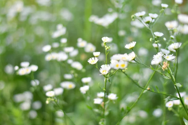 delicate white flowers. small white daisies. blurred background. bush of white daisies.