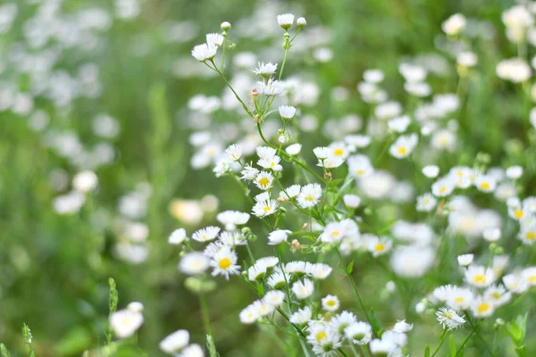 繊細な白い花 白い小さなデイジー 背景がぼやけてる 白いデイジーの茂み — ストック写真