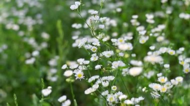 Narin beyaz çiçekler. Küçük beyaz papatyalar. Arka plan bulanık. Beyaz papatya çalıları.
