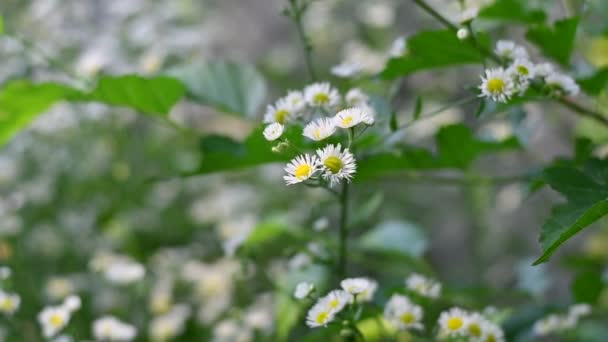 Narin Beyaz Çiçekler Küçük Beyaz Papatyalar Arka Plan Bulanık Beyaz — Stok video