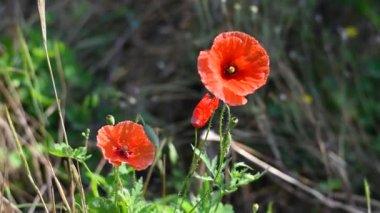 Geçmişi bulanık kırmızı gelincikler. Güzel gelincikler. Kır çiçekleri