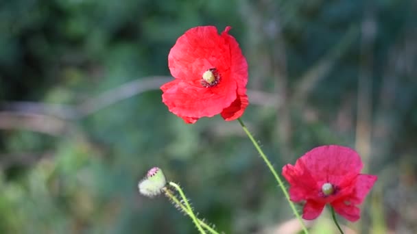 Amapolas Rojas Con Fondo Borroso Hermosas Amapolas Flores Silvestres — Vídeos de Stock