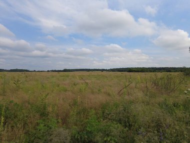 Tarlalı ve bulutlu yaz manzarası. Tarlanın üzerinde gri bulutlar.