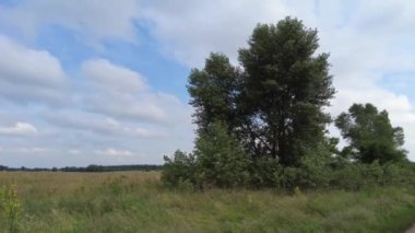 Tarlalı ve bulutlu yaz manzarası. Tarlanın üzerinde gri bulutlar.