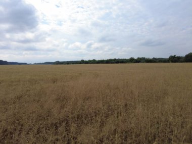 Sahada sarı dikenli kazıklar var. Mısır başakları