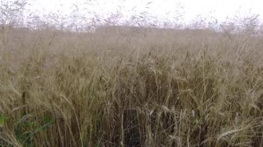 Sahada sarı dikenli kazıklar var. Mısır başakları