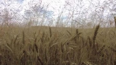 Sahada sarı dikenli kazıklar var. Mısır başakları