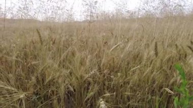 Sahada sarı dikenli kazıklar var. Mısır başakları