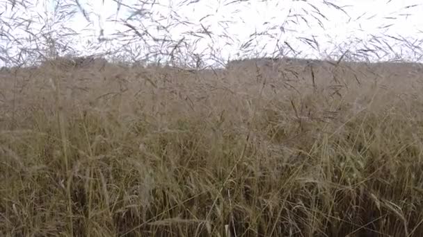 Желтые Шипы Поле Колосья Кукурузы — стоковое видео
