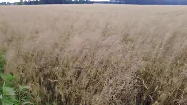Sárga Tüskék Mezőn Kukoricafül — Stock videók
