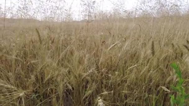 Yellow Spikelets Field Ears Corn — Stock Video