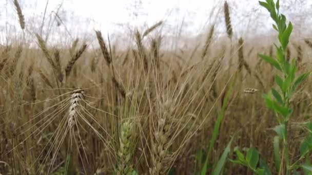 Sahada Sarı Dikenli Kazıklar Var Mısır Başakları — Stok video