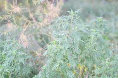 Ragweed çalıları. Yeşil çimenler. ragweed yaprakları