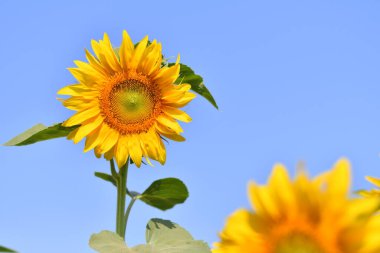 Büyük sarı ayçiçekleri. Ayçiçekleri tarlada