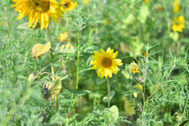 Büyük sarı ayçiçekleri. Ayçiçekleri tarlada