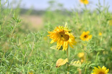 Büyük sarı ayçiçekleri. Ayçiçekleri tarlada