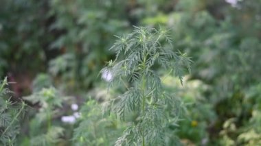 Ragweed çalıları. Yeşil çimenler. ragweed yaprakları