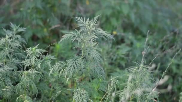 Ragweed Bushes Green Grass Ragweed Leaves — Stock Video