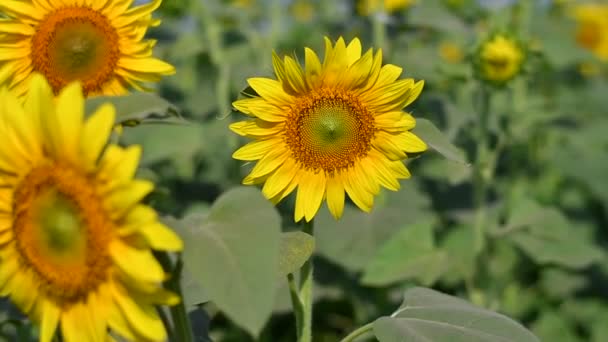 Große Gelbe Sonnenblumen Sonnenblumen Auf Dem Feld — Stockvideo