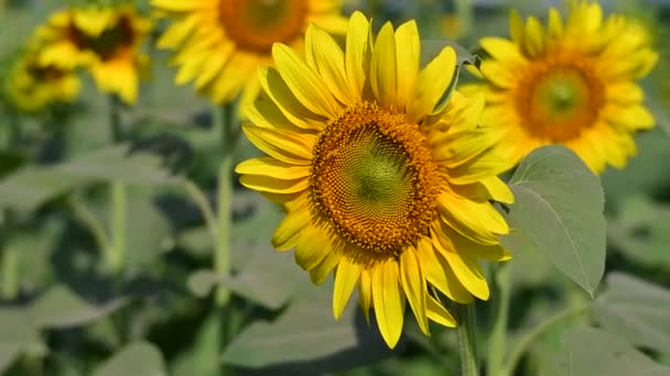 Große Gelbe Sonnenblumen Sonnenblumen Auf Dem Feld — Stockvideo