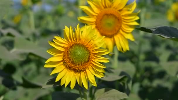 Große Gelbe Sonnenblumen Sonnenblumen Auf Dem Feld — Stockvideo