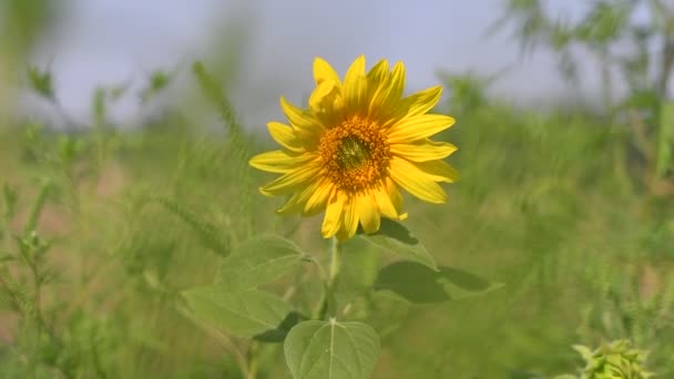 Große Gelbe Sonnenblumen Sonnenblumen Auf Dem Feld — Stockvideo