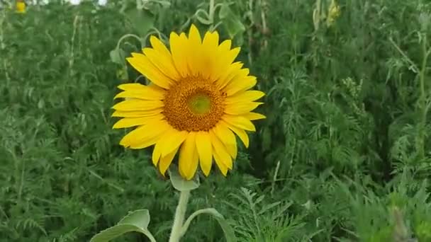 Grandes Girassóis Amarelos Girassóis Campo — Vídeo de Stock