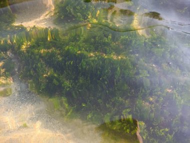 Deniz yosunu ve temiz su. Taşların üzerindeki yosunlar. Temiz deniz suyu ve taşlar. Okyanus tabanı
