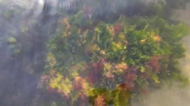 Deniz yosunu ve temiz su. Taşların üzerindeki yosunlar. Temiz deniz suyu ve taşlar. Okyanus tabanı