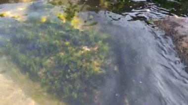 Deniz yosunu ve temiz su. Taşların üzerindeki yosunlar. Temiz deniz suyu ve taşlar. Okyanus tabanı