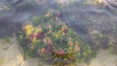 Deniz yosunu ve temiz su. Taşların üzerindeki yosunlar. Temiz deniz suyu ve taşlar. Okyanus tabanı