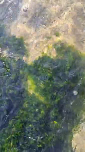 海藻在清澈的水中 石头上的海藻清澈的海水和石头 — 图库视频影像
